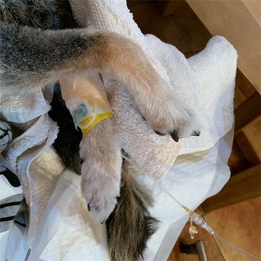 f:id:morinobanana:20201107135722j:image f:id:morinobanana:20201107135722j:image