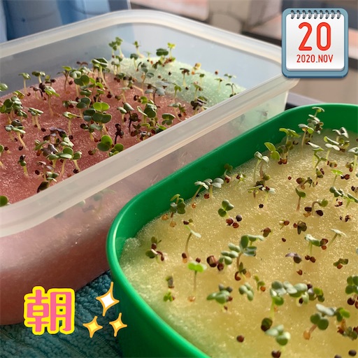 f:id:morinobanana:20201120160500j:image f:id:morinobanana:20201120160500j:image