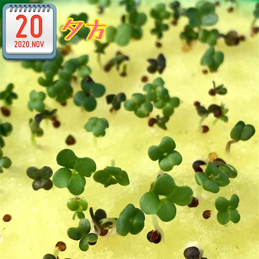 f:id:morinobanana:20201120165815j:image f:id:morinobanana:20201120165815j:image