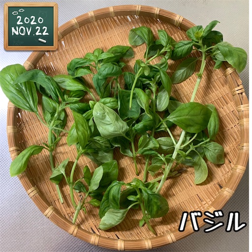 f:id:morinobanana:20201124165349j:image f:id:morinobanana:20201124165349j:image