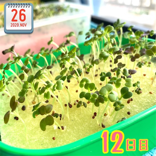 f:id:morinobanana:20201126134607j:image f:id:morinobanana:20201126134607j:image