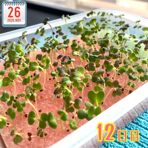 f:id:morinobanana:20201126134610j:image f:id:morinobanana:20201126134610j:image