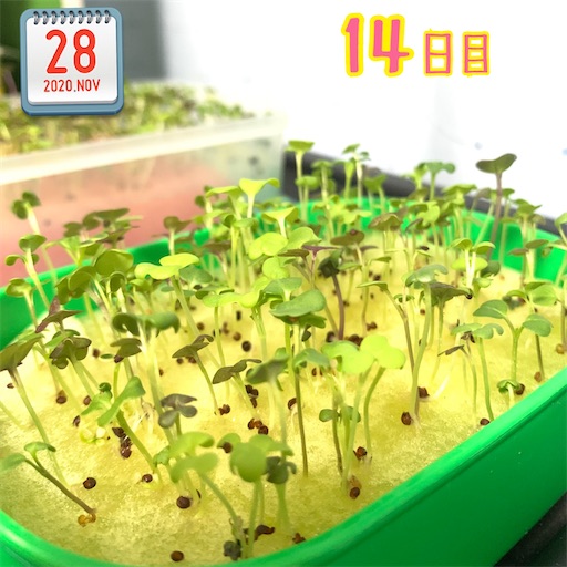 f:id:morinobanana:20201209130712j:image f:id:morinobanana:20201209130712j:image