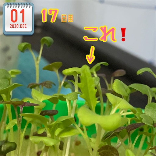 f:id:morinobanana:20201209130755j:image f:id:morinobanana:20201209130755j:image