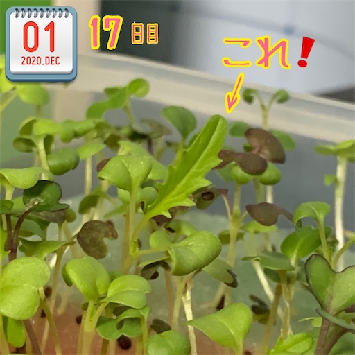 f:id:morinobanana:20201209130758j:image f:id:morinobanana:20201209130758j:image