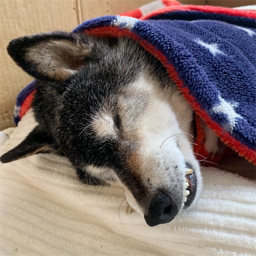 f:id:morinobanana:20210203010026j:image f:id:morinobanana:20210203010026j:image