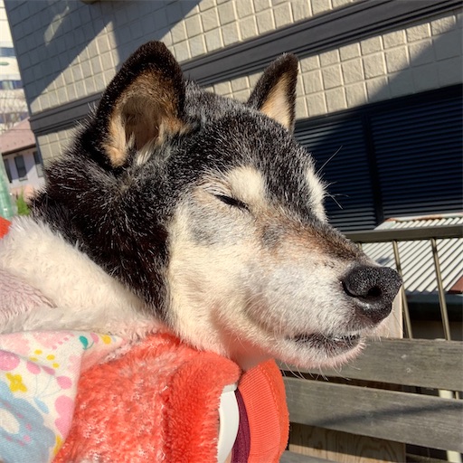 f:id:morinobanana:20210217201026j:image f:id:morinobanana:20210217201026j:image
