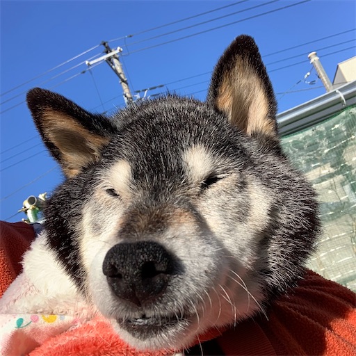 f:id:morinobanana:20210217201029j:image f:id:morinobanana:20210217201029j:image