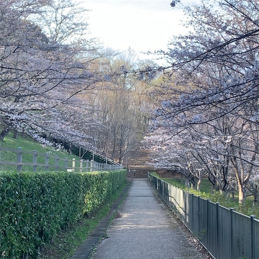 f:id:morinobanana:20210324204700j:image