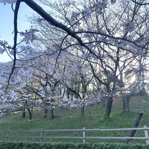f:id:morinobanana:20210324204902j:image f:id:morinobanana:20210324204902j:image