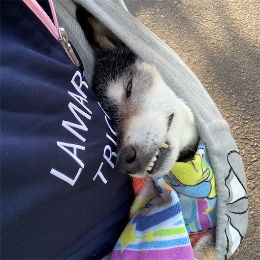 f:id:morinobanana:20210324205551j:image f:id:morinobanana:20210324205551j:image