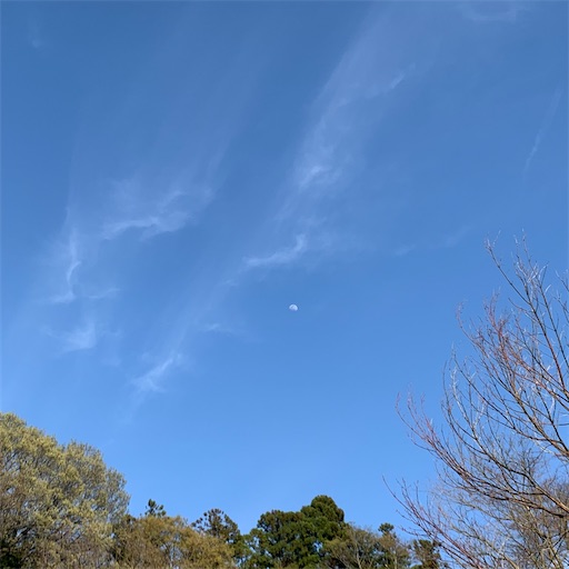 f:id:morinobanana:20210324210010j:image