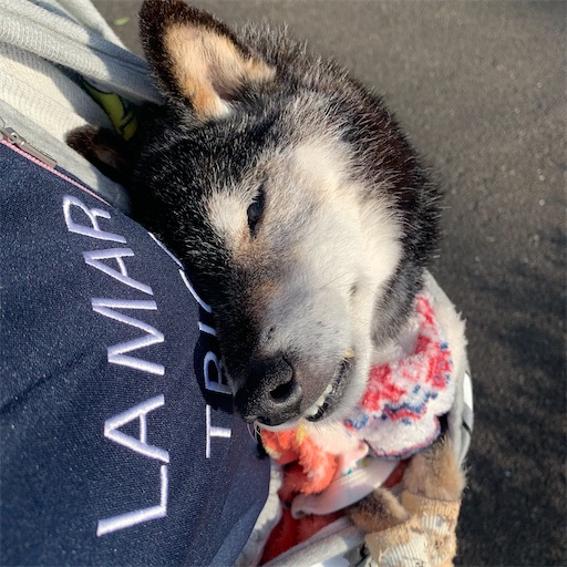 f:id:morinobanana:20210324210123j:image