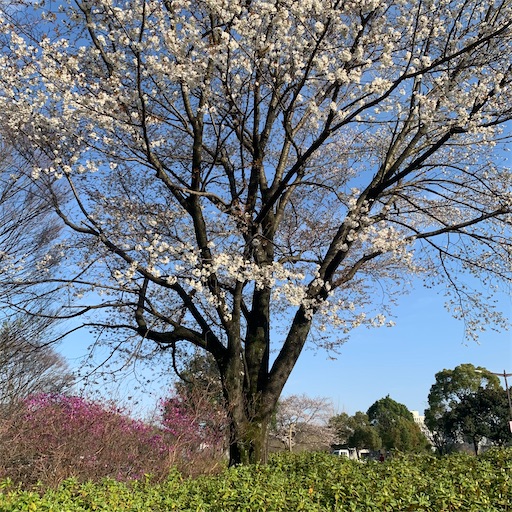 f:id:morinobanana:20210324210206j:image