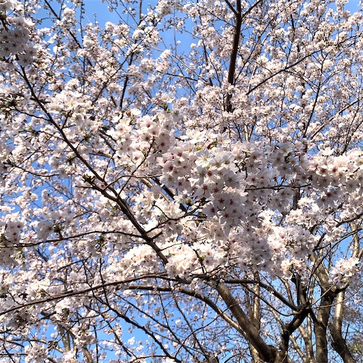 f:id:morinobanana:20210324210813j:image