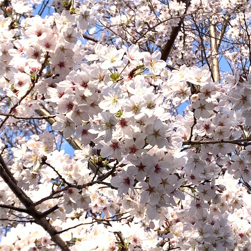 f:id:morinobanana:20210324210833j:image