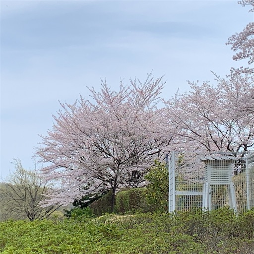f:id:morinobanana:20210328161523j:image f:id:morinobanana:20210328161523j:image