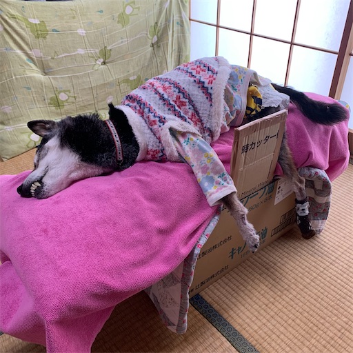 f:id:morinobanana:20210413172310j:image f:id:morinobanana:20210413172310j:image