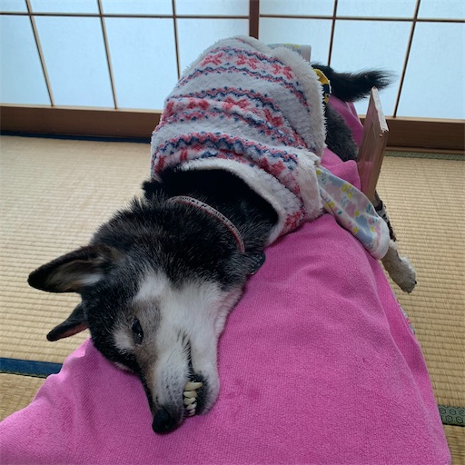 f:id:morinobanana:20210413172314j:image f:id:morinobanana:20210413172314j:image