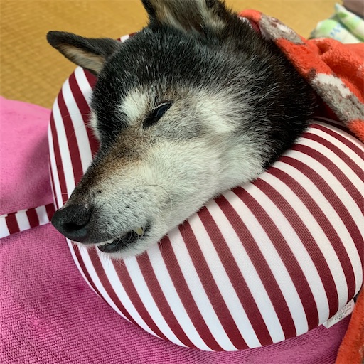 f:id:morinobanana:20210413172529j:image f:id:morinobanana:20210413172529j:image