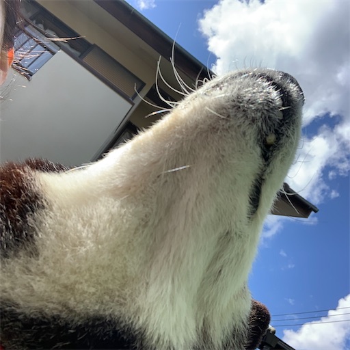 f:id:morinobanana:20210502160830j:image f:id:morinobanana:20210502160830j:image