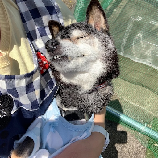f:id:morinobanana:20210502160834j:image f:id:morinobanana:20210502160834j:image