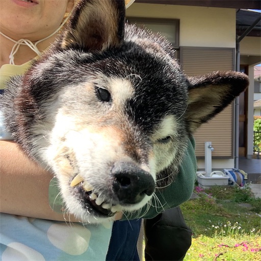 f:id:morinobanana:20210502160841j:image f:id:morinobanana:20210502160841j:image