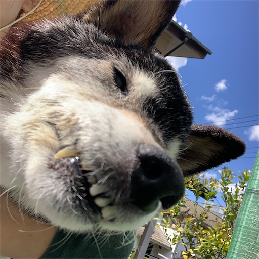 f:id:morinobanana:20210502160845j:image f:id:morinobanana:20210502160845j:image