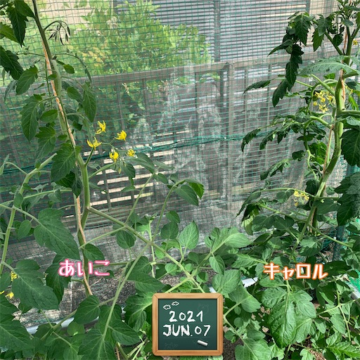 f:id:morinobanana:20210610221109j:image f:id:morinobanana:20210610221109j:image