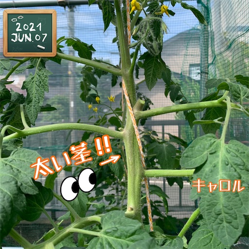 f:id:morinobanana:20210610221112j:image f:id:morinobanana:20210610221112j:image