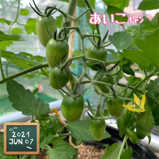 f:id:morinobanana:20210611004015j:image f:id:morinobanana:20210611004015j:image