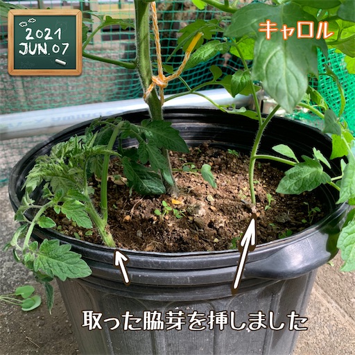 f:id:morinobanana:20210611004309j:image f:id:morinobanana:20210611004309j:image