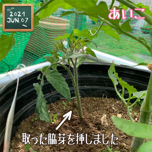 f:id:morinobanana:20210611004313j:image f:id:morinobanana:20210611004313j:image