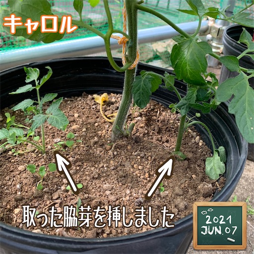f:id:morinobanana:20210611004316j:image f:id:morinobanana:20210611004316j:image
