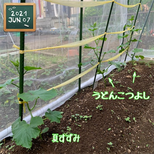 f:id:morinobanana:20210611005037j:image f:id:morinobanana:20210611005037j:image