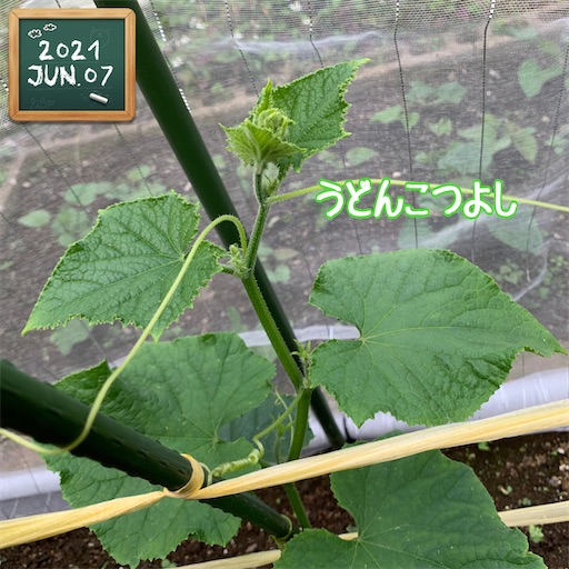 f:id:morinobanana:20210611005124j:image f:id:morinobanana:20210611005124j:image