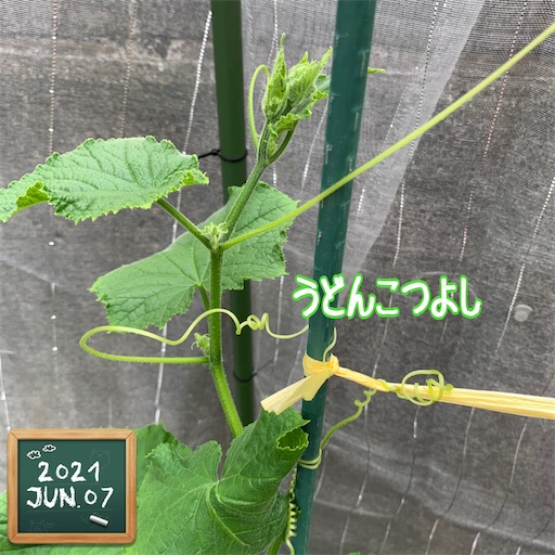 f:id:morinobanana:20210611005127j:image f:id:morinobanana:20210611005127j:image