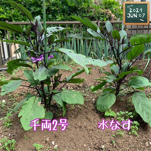 f:id:morinobanana:20210611145034j:image f:id:morinobanana:20210611145034j:image
