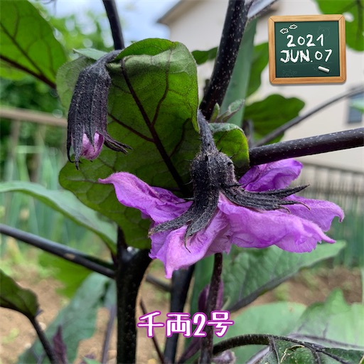 f:id:morinobanana:20210611145037j:image f:id:morinobanana:20210611145037j:image