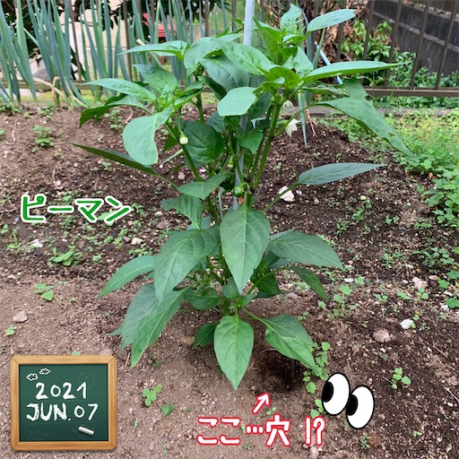 f:id:morinobanana:20210611145447j:image f:id:morinobanana:20210611145447j:image