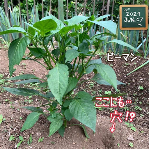 f:id:morinobanana:20210611145454j:image f:id:morinobanana:20210611145454j:image