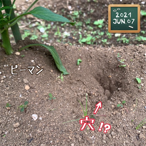 f:id:morinobanana:20210611145457j:image f:id:morinobanana:20210611145457j:image