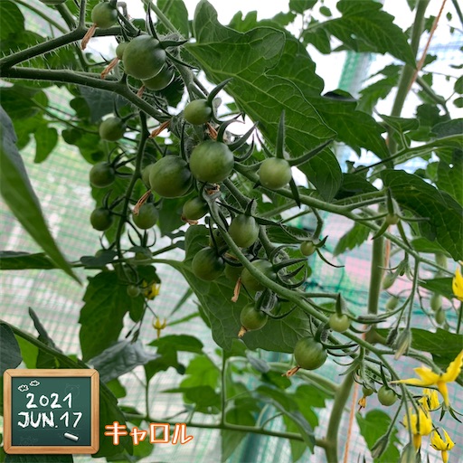 f:id:morinobanana:20210617173625j:image f:id:morinobanana:20210617173625j:image
