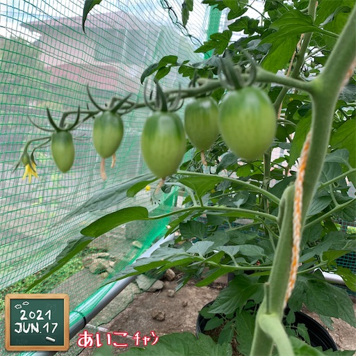 f:id:morinobanana:20210617173628j:image f:id:morinobanana:20210617173628j:image