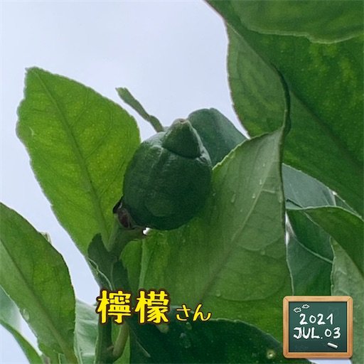 f:id:morinobanana:20210703173058j:image f:id:morinobanana:20210703173058j:image