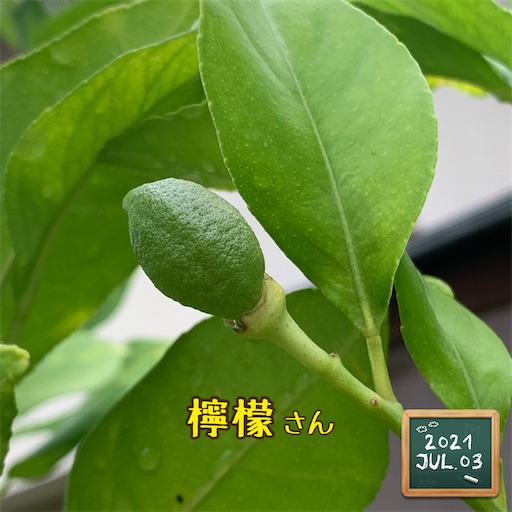 f:id:morinobanana:20210703173101j:image f:id:morinobanana:20210703173101j:image