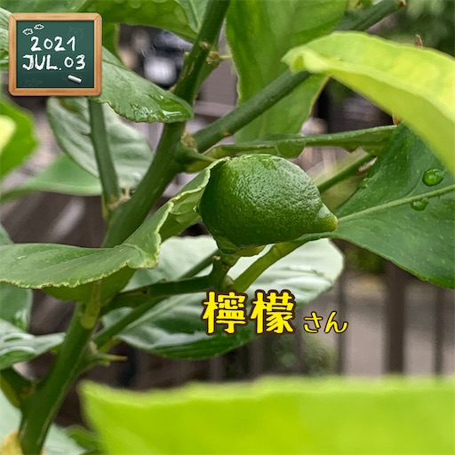 f:id:morinobanana:20210703173107j:image f:id:morinobanana:20210703173107j:image