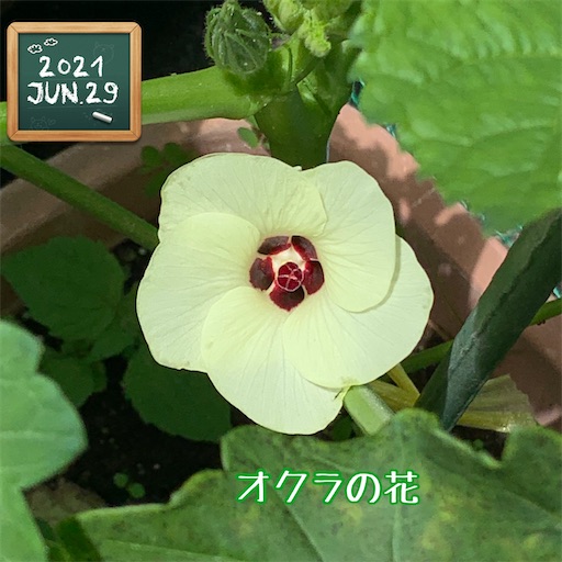 f:id:morinobanana:20210703174633j:image f:id:morinobanana:20210703174633j:image