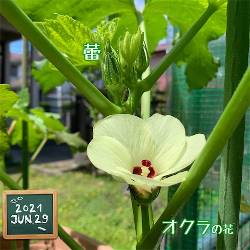 f:id:morinobanana:20210703174636j:image f:id:morinobanana:20210703174636j:image