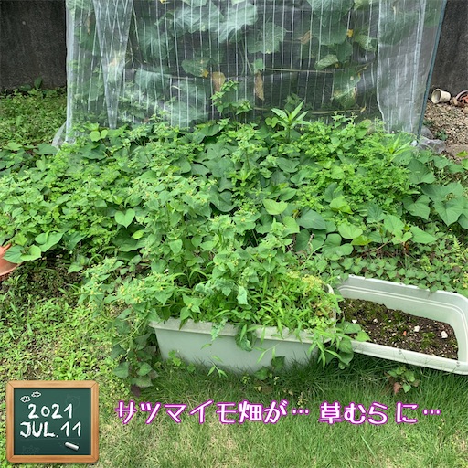 f:id:morinobanana:20210716161930j:image f:id:morinobanana:20210716161930j:image